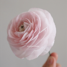 Load image into Gallery viewer, Ranunculus Wafer Paper Flower - Online Course
