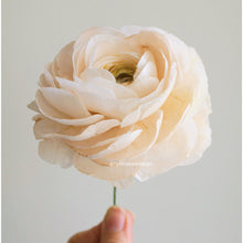 Load image into Gallery viewer, Wafer Paper Ranunculus (&#39;Ranunculus asiaticus&#39;) - Cake Topper

